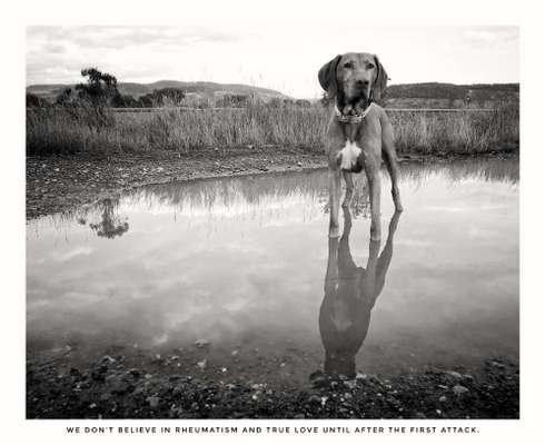 Dogorama Photo Challenge - Spieglein Spieglein . . .-Beitrag-Bild