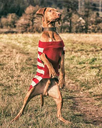 Dogorama Photo Challenge - TV Hund-Beitrag-Bild