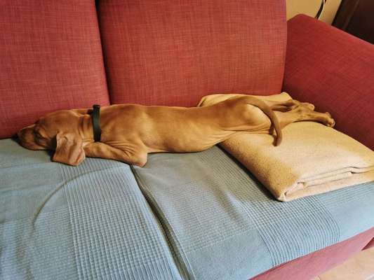 Dogorama Photo Challenge - Hündchen streckt dich-Beitrag-Bild