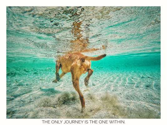 Fotowettbewerb:                                         Wellness für deinen Hund-Beitrag-Bild