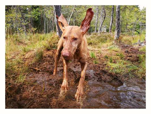 Fotosammlung: ,,Der natürliche Hund" Unbearbeitet, ungestellt und in Natura-Beitrag-Bild