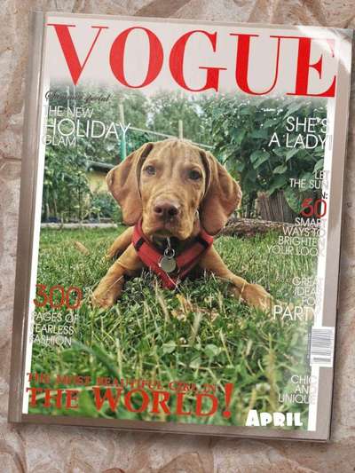 Photomontagen mit Hund-Beitrag-Bild