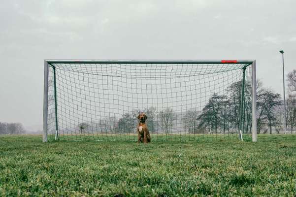 68. Handy Foto Challenge: "Ins Netz gegangen"-Beitrag-Bild