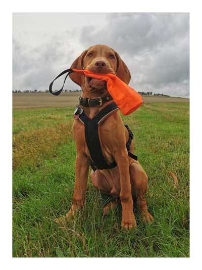 Reinrassige Hunde?-Beitrag-Bild