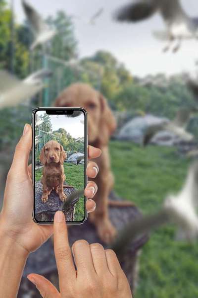 Photomontagen mit Hund-Beitrag-Bild