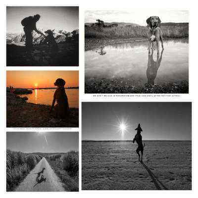 43. Collage Challenge - Schattenspiele-Beitrag-Bild