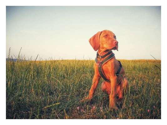 Welpen Bilder !-Beitrag-Bild