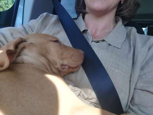 Foto Challenge Thema "Hunde im Auto"-Beitrag-Bild