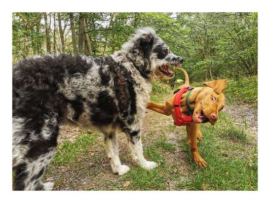 Fotowettbewerb : Hundekommunikation-Beitrag-Bild