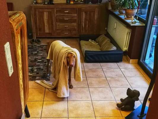 Fotowettbewerb ,,mein gruseliger Hund"-Beitrag-Bild