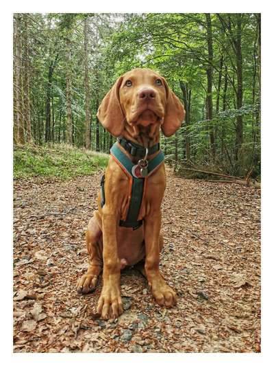 Welpen Bilder !-Beitrag-Bild