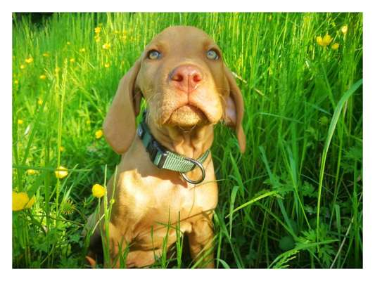 Wie seid ihr zu eurem Welpen gekommen?-Beitrag-Bild