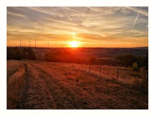 Die wunderschöne Welt mit Hund.-Beitrag-Bild