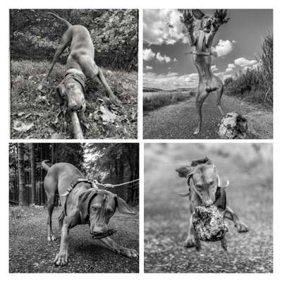 50. Collage Challenge - Fundstücke auf der Gassirunde-Beitrag-Bild