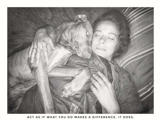 85. Foto Challenge : Schosshund-Beitrag-Bild