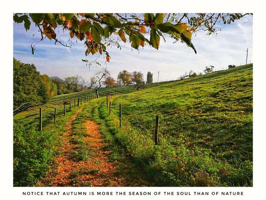Die wunderschöne Welt mit Hund.-Beitrag-Bild
