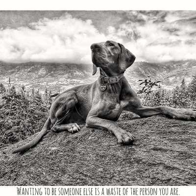 Hundemodel-Beitrag-Bild