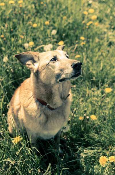 Schäferhund-Beitrag-Bild