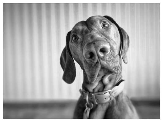 147. Foto Challenge: Bettelblick-Beitrag-Bild