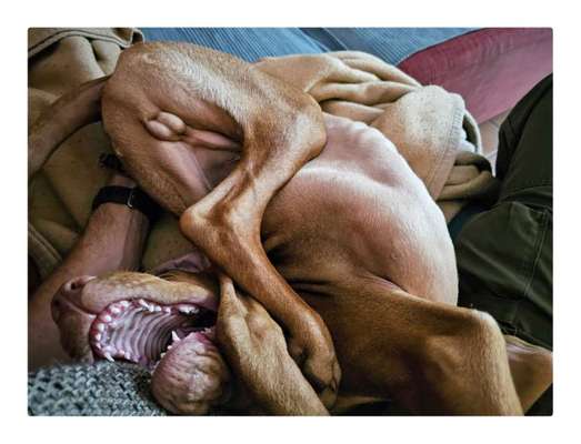 Foto Challenge Thema "Gummihund😁"-Beitrag-Bild