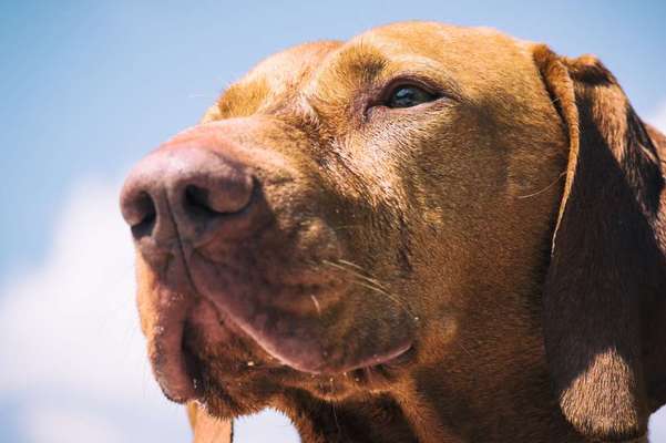 Hunde Porträt (Portrait) Galerie....-Beitrag-Bild