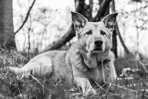 Foto -Challenge  Thema : Dein Hund Im Wald-Beitrag-Bild