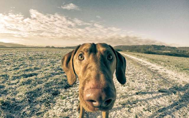 Zeigt mir die tollste Nahaufnahme von eurer Fellnase-Beitrag-Bild