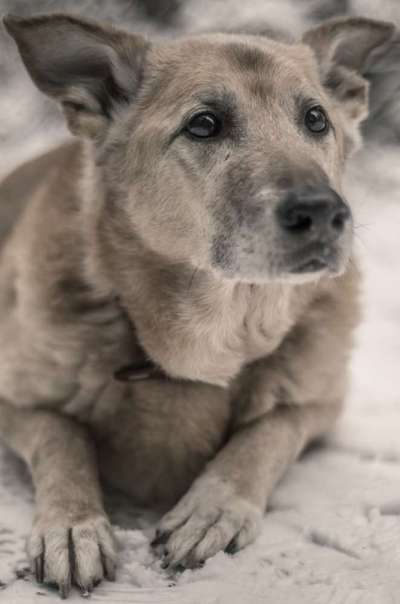 Schäferhund-Beitrag-Bild