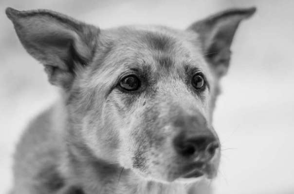 Hunde Porträt (Portrait) Galerie....-Beitrag-Bild
