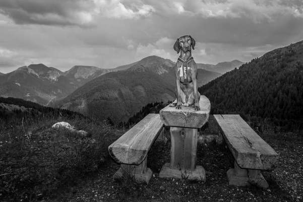 Dogorama Photo Challenge - Bänke-Beitrag-Bild