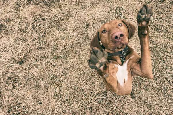 28. Farben Foto Challenge * BEIGE *-Beitrag-Bild