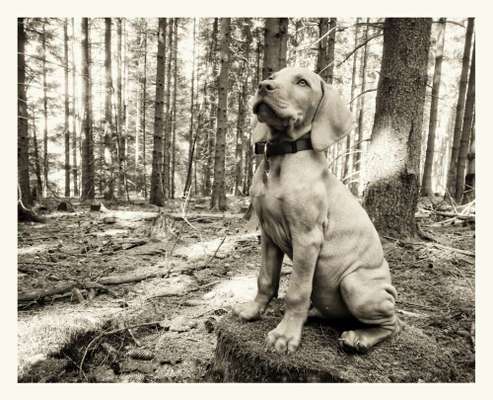 FarbenFoto - Challenge: Sepia-Beitrag-Bild