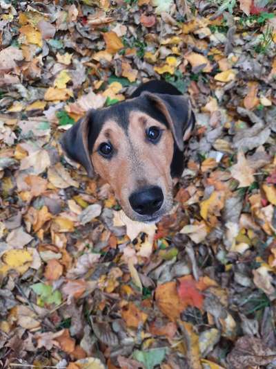 Herbst🍁-Beitrag-Bild