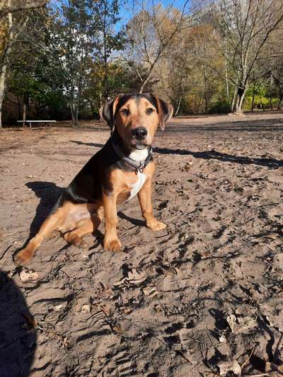 Jack Russel Dackel Mischlinge-Beitrag-Bild