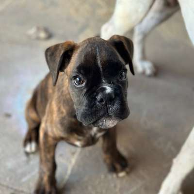 Hundetreffen-Welpen treffen mittelgroße/ Große-Bild