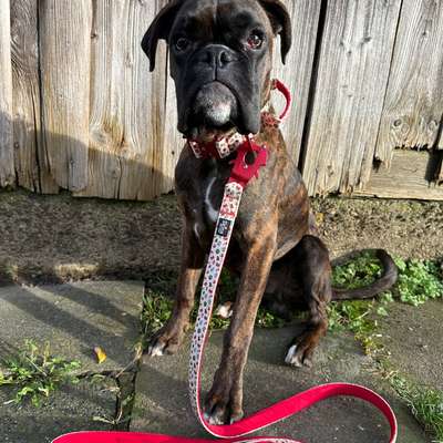 Hundetreffen-Social Walk-Bild