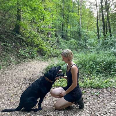 Hundetreffen-Laufen und Spielen