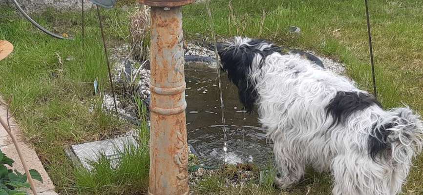 Die Dogorama Kalender Challenge 4/4-Beitrag-Bild