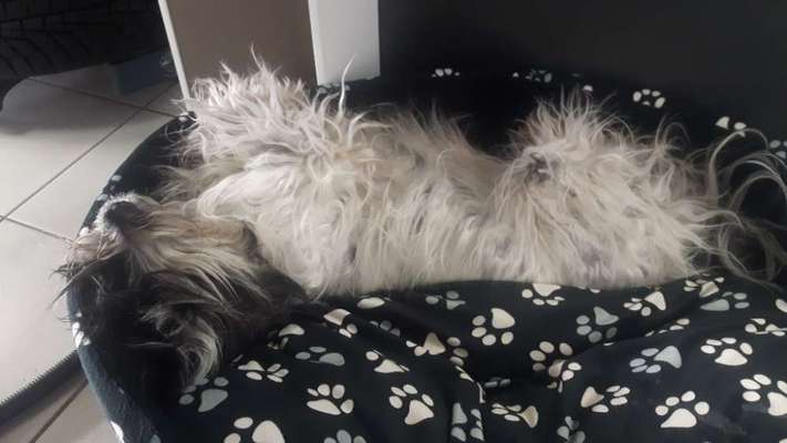 Tibet Terrier-Beitrag-Bild