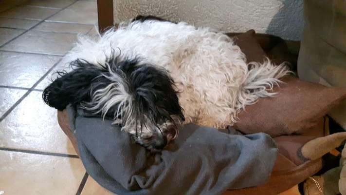 Tibet Terrier-Beitrag-Bild