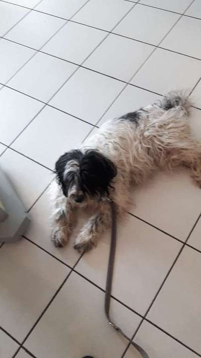 Tibet Terrier-Beitrag-Bild