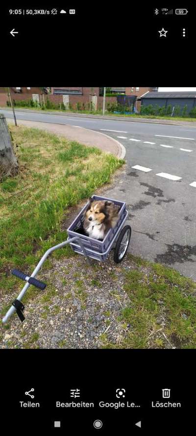 Shelties-Beitrag-Bild