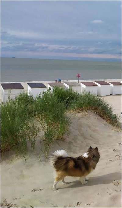 Shelties-Beitrag-Bild