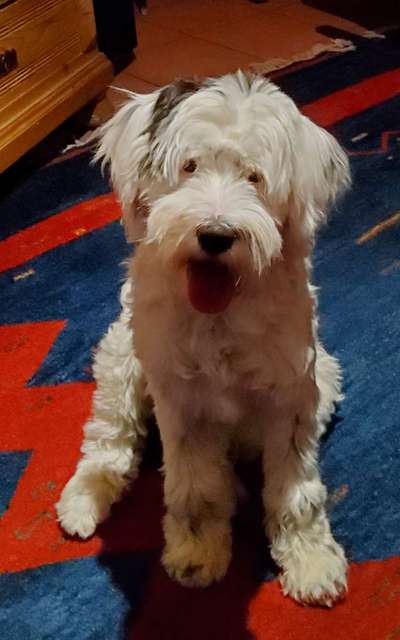 Fotochallenge Nr. 59 - Mein Hund zeigt die Zunge-Beitrag-Bild