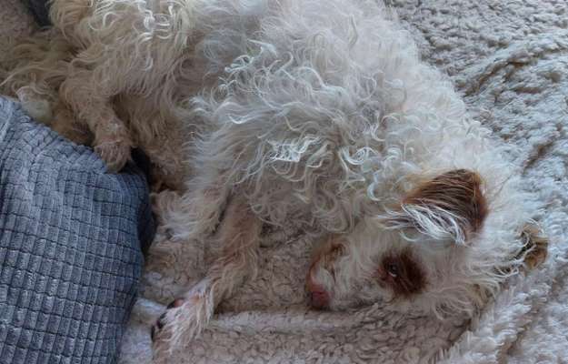 Auslandstierschutz-Beitrag-Bild