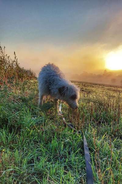 Dogorama Photo Challenge - Nebel-Beitrag-Bild