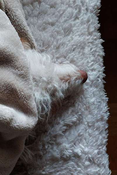 Erhöhter Kuschelbedarf im Winter?-Beitrag-Bild