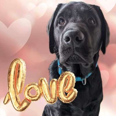 Dogorama Photo Challenge - Be my valentine-Beitrag-Bild