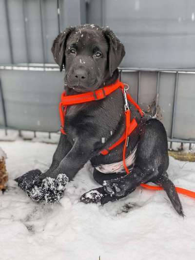 Welpen Bilder !-Beitrag-Bild