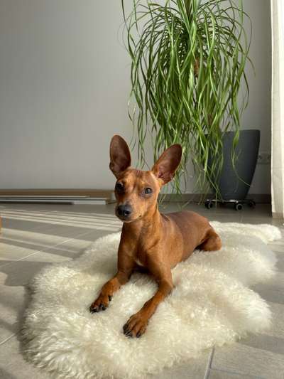 Wo sind die Zwergpinscher?-Beitrag-Bild